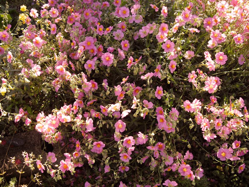 Helianthemum nummularium ssp pyrenaicum en fleurs dans une pelouse calcaire ensoleillée des Pyrénées